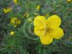 Potentilla fruticosa