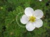 Potentilla fruticosa