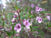 Prostanthera linearis