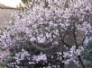 Prunus persica