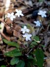 Pseuderanthemum variabile