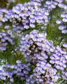 Psoralea pinnata