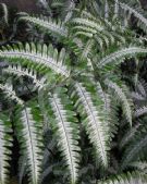 Pteris argyraea