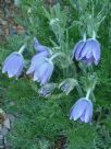 Pulsatilla vulgaris