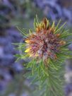 Pultenaea stipularis