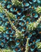 Puya berteroniana