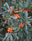 Pyracantha angustifolia