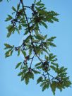 Quercus cerris