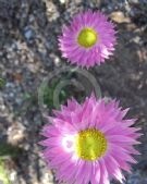 Rhodanthe chlorocephala rosea