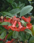 Rhododendron lochiae Viriosum