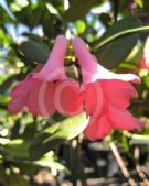 Rhododendron Vireya Hybrids