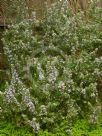 Rosmarinus officinalis