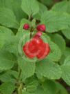 Salvia microphylla