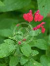 Salvia microphylla