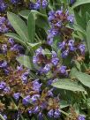 Salvia officinalis