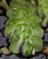 Salvinia adnata