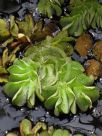 Salvinia adnata