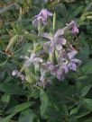 Saponaria officinalis