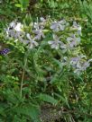 Saponaria officinalis