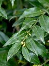 Sarcococca confusa