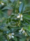 Sarcococca ruscifolia