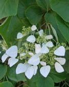 Hydrangea hydrangeoides