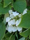 Hydrangea hydrangeoides