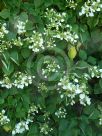 Schizophragma hydrangeoides