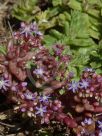 Sedum caeruleum