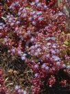 Sedum caeruleum