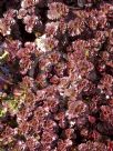 Sedum spurium Purpurteppich