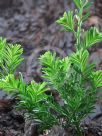 Sequoia sempervirens