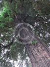 Sequoia sempervirens