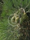 Sequoiadendron giganteum