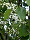 Styrax obassia