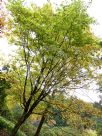 Styrax obassia