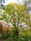 Styrax obassia