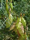 Lessertia frutescens