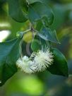 Syzygium oleosum