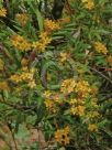 Tristania neriifolia