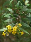 Tristania neriifolia