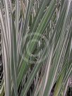 Typha latifolia Variegata