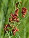 Viminaria juncea