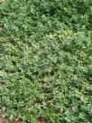 Vitex rotundifolia