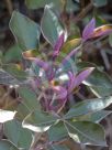 Vitex trifolia Purpurea