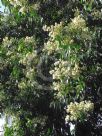 Waterhousea floribunda