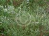 Westringia brevifolia raleighii