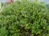 Westringia brevifolia raleighii