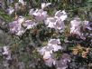 Westringia longifolia