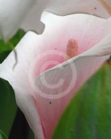 Zantedeschia aethiopica Marshmallow